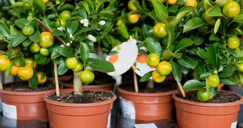 Four young potted tangerine trees
