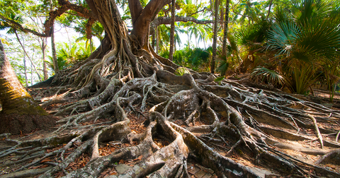 Large tree with widespread root system visible above ground
