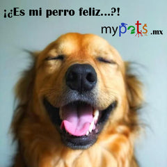 Imagen perro feliz MyPets.mx