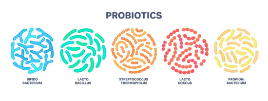 3 Ways to Add Prebiotics & Probiotics To Your Life - Bea's Bayou Skincare