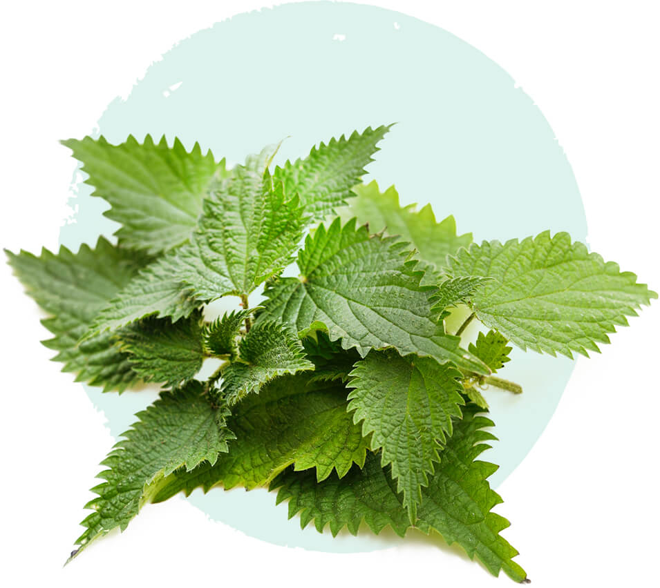 Nettle