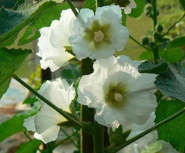 Alcea Rosea Nigra - Centre Jardin Lac Pelletier