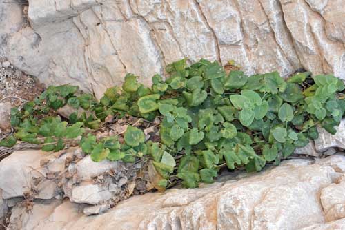 Aristolochia sp. வாத்துப்பூ. Duck flower. Kalverampalayam,…