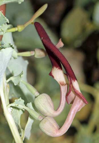 Aristolochia sp. வாத்துப்பூ. Duck flower