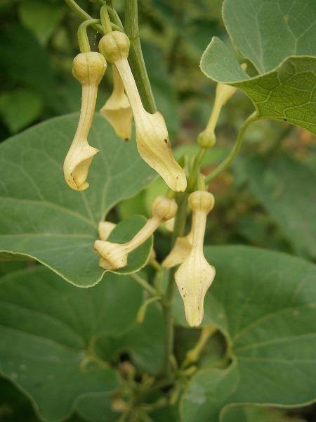Aristolochia indica - Indian Birthwort, Duck Flower - Quinta dos Ouriques