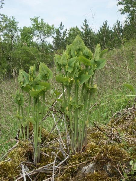 Aristolochia indica - Indian Birthwort, Duck Flower - Quinta dos Ouriques