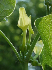 Aristolochia sp. வாத்துப்பூ. Duck flower. Kalverampalayam,…