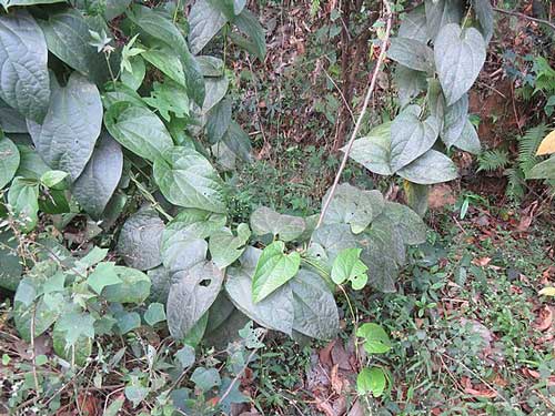 Aristolochia indica - Indian Birthwort, Duck Flower - Quinta dos Ouriques