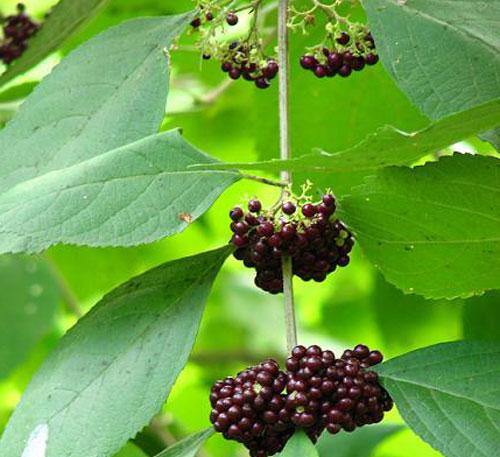 White Fruited Asian Beautyberry