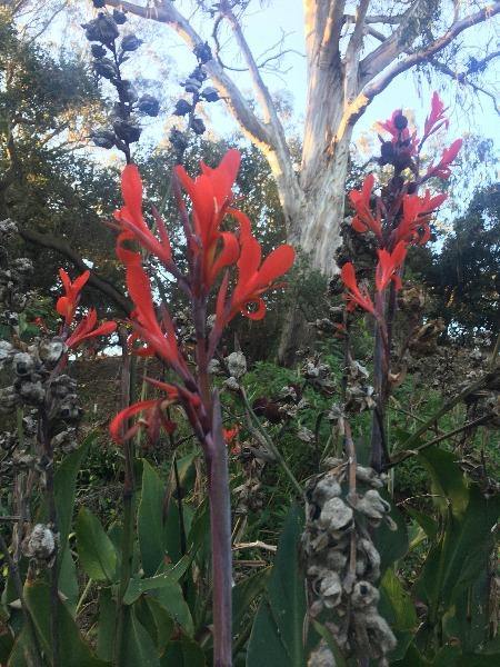 Canna lily (Canna indica) - 10 seeds - Onszaden