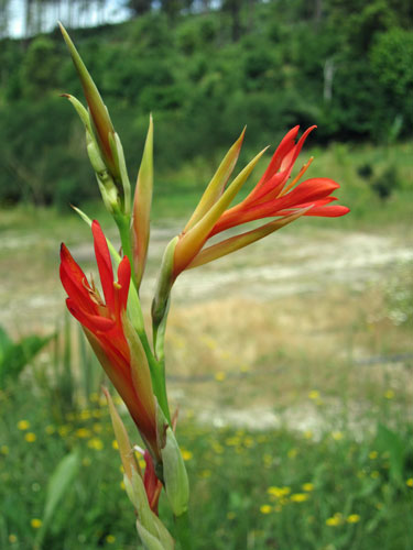 2011 - CANNA