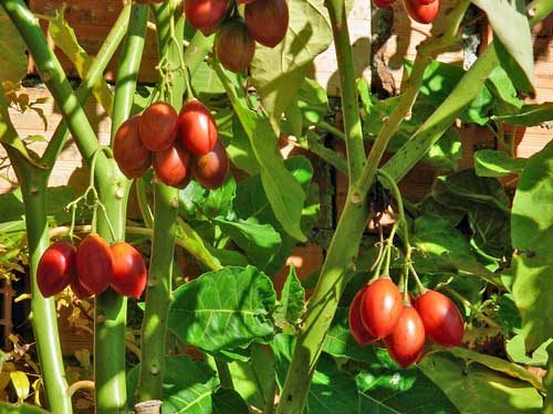 Brazilian Red Eggplant Solanum gilo – Smart Seeds Emporium