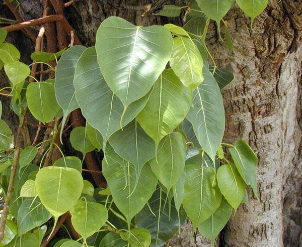 Ficus religiosa | Sacred Fig | Ashwattha or Bodhi Tree | 50 Seeds