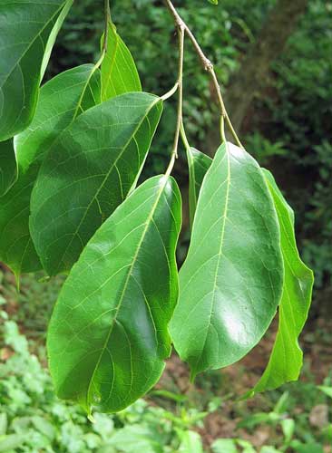 Holoptelea integrifolia | Indian Elm | Jungle Cork Tree | 20 Seeds