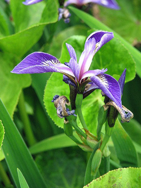 IRIS missouriensis (Wild Blue Iris) – MySeedsCo