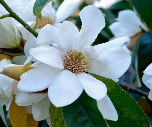 Magnolia champaca, Joy Perfume Tree, Champak