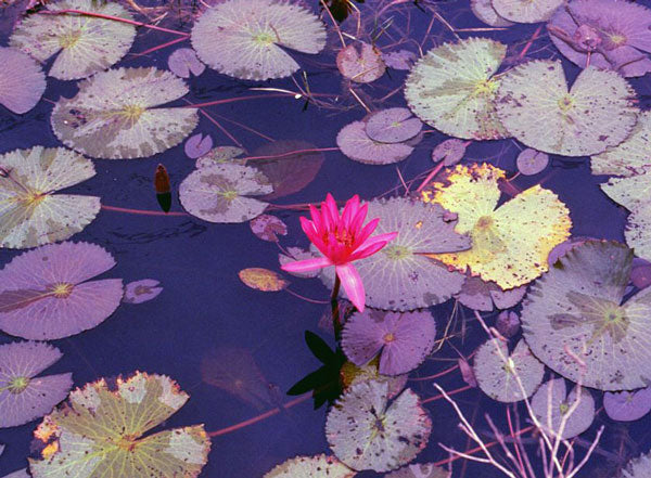 Nymphaea caerulea, Sacred Water Lily