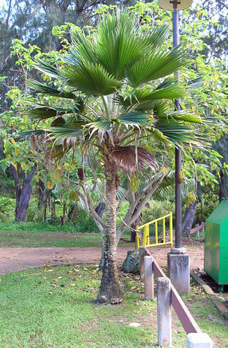 Ravenala madagascariensis Travelers Palm Pint Plant - Georgia Vines