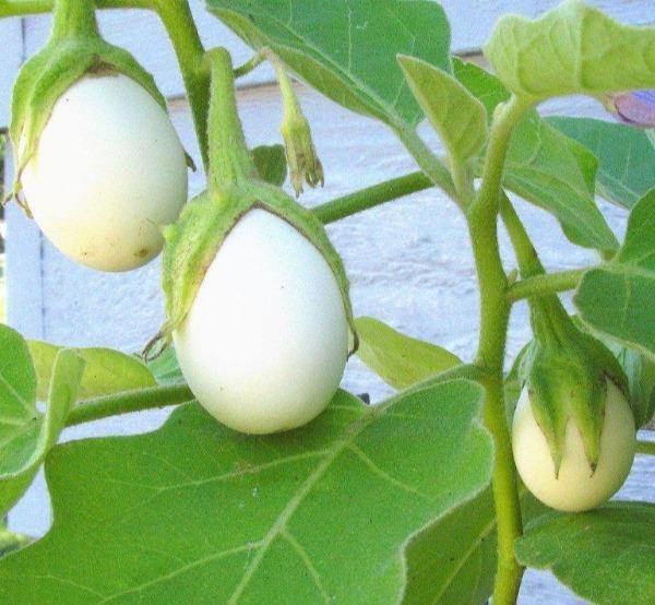 File:African scarlet eggplant (Solanum aethiopicum).jpg - Wikimedia Commons