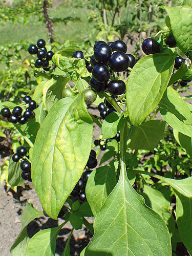 File:African scarlet eggplant (Solanum aethiopicum).jpg - Wikimedia Commons