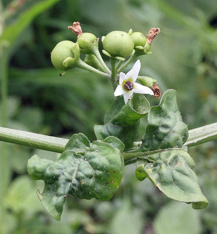 File:African scarlet eggplant (Solanum aethiopicum).jpg - Wikimedia Commons