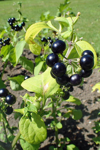 File:African scarlet eggplant (Solanum aethiopicum).jpg - Wikimedia Commons