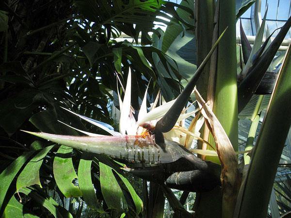 Strelitzia nicolai | Giant Bird of Paradise | 20 Seeds