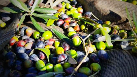 Olives : la Galega et la Cobrançosa 