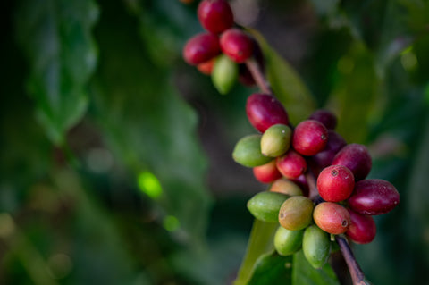 Cherry coffee on a tree in a coffee farm 
