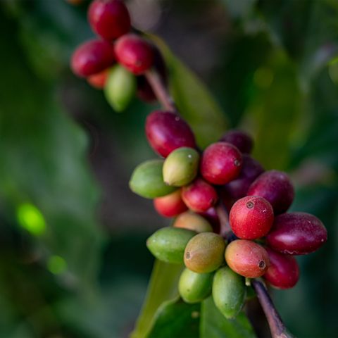 Coffee Beans Growing on a Coffee Plant