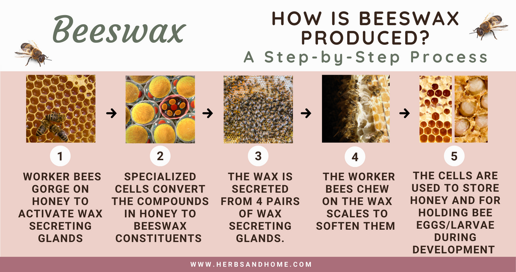 infographic which shows how honeybees make beeswax