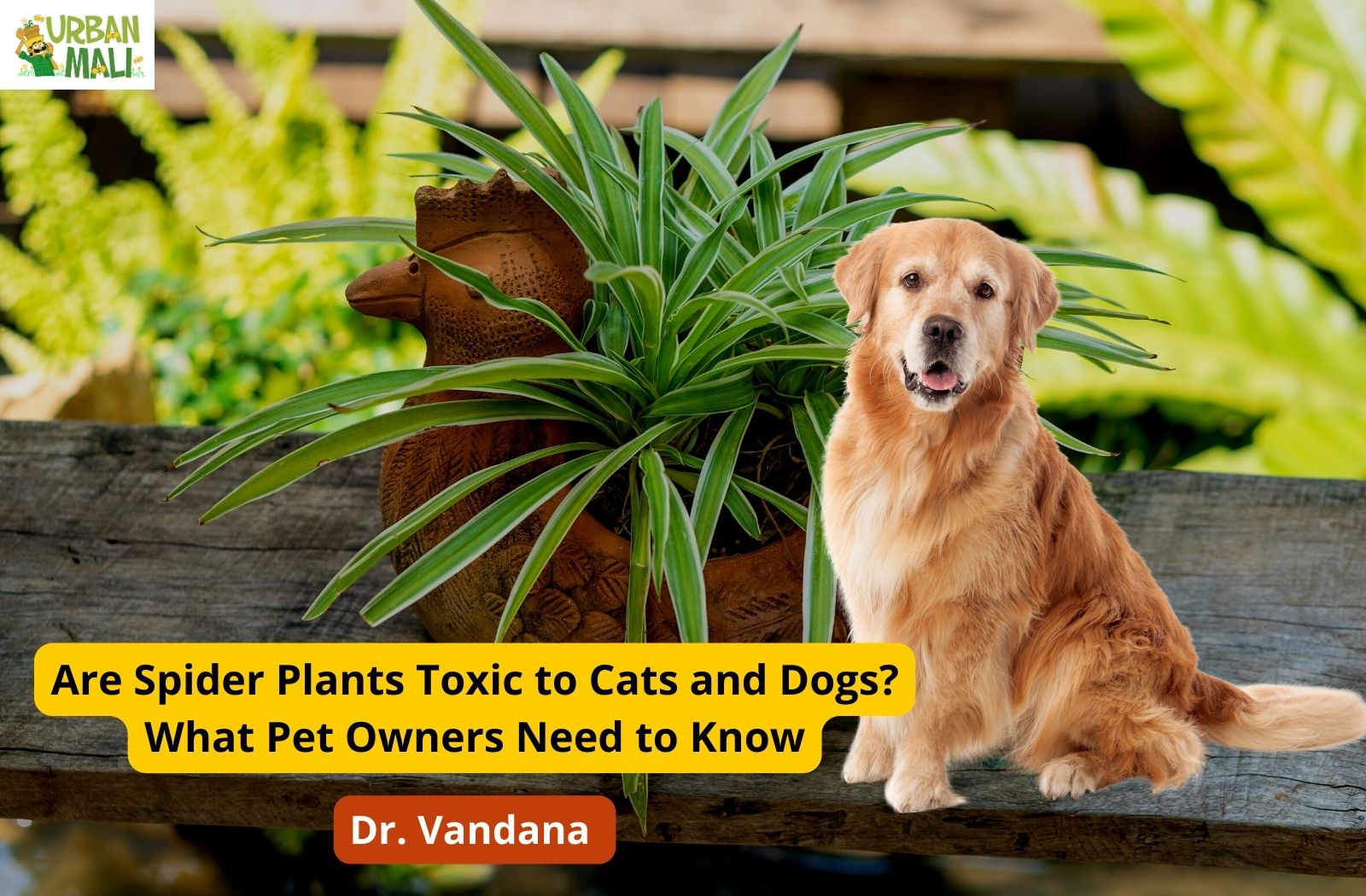 are spider plants toxic to dogs