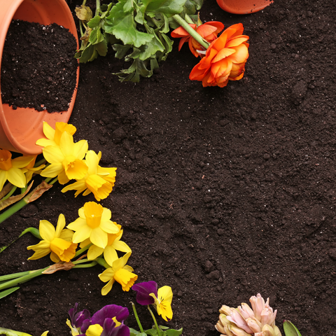 Plants and vegetables for sandy soil - amend sand to make it richer