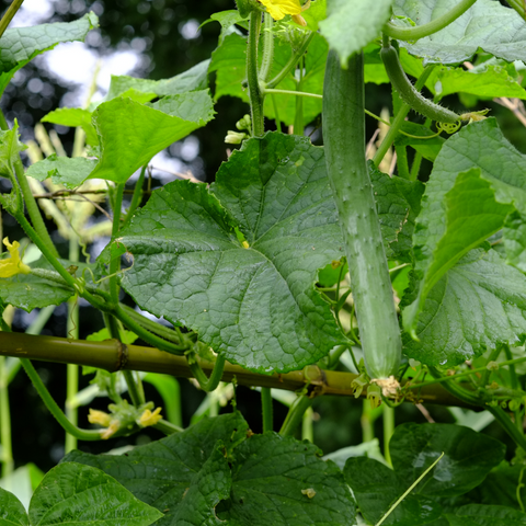 Difference Between Creepers and Climbers Plants (with Comparison Chart) -  Bio Differences