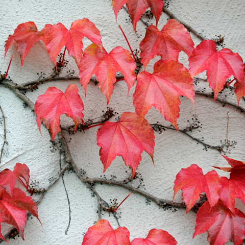 What are climbers and creepers?