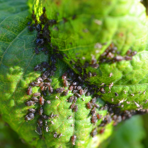 Leaf Miners 