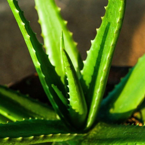 10 Medicinal Plants to Grow at Home