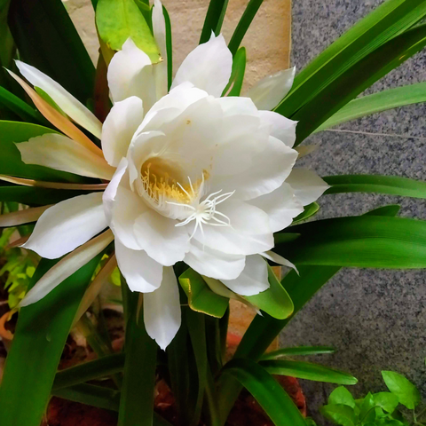 Top 7 Night Blooming Fragrant Flowers – UrbanMali