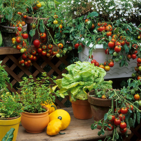 grow plants in flats