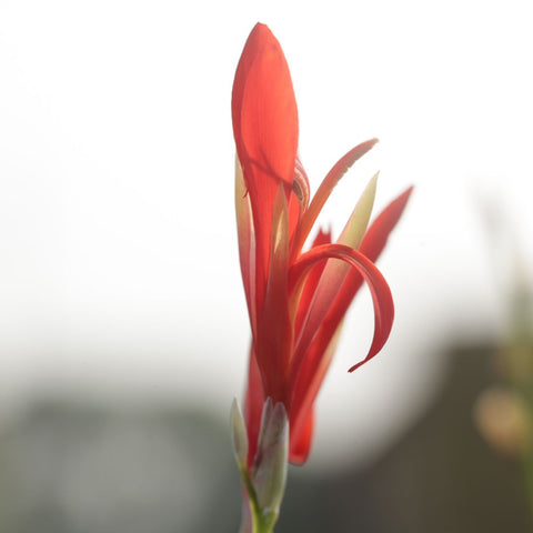 Canna liliiflora