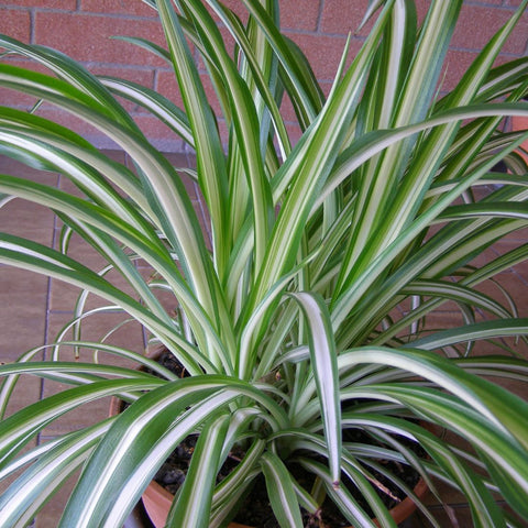 Beautiful Indoor Baby Spider Plant Chlorophytum comosum (Green) x 1  Spiderette