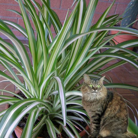 is spider plant toxic to dogs