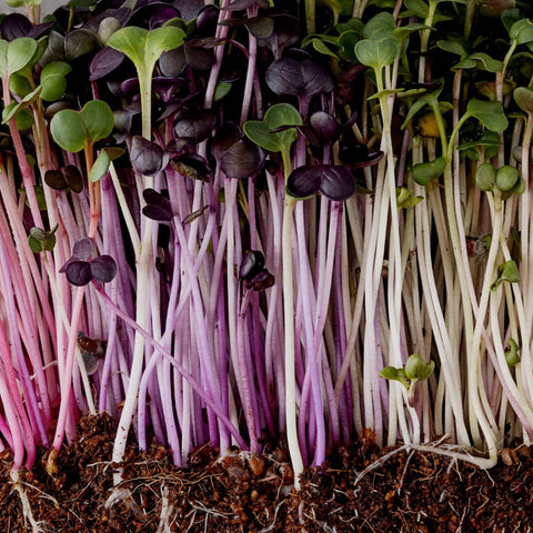 Radish Microgreens