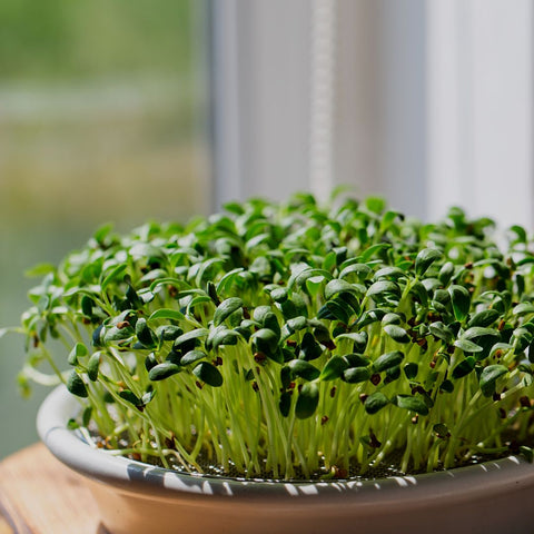 Fenugreek microgreens