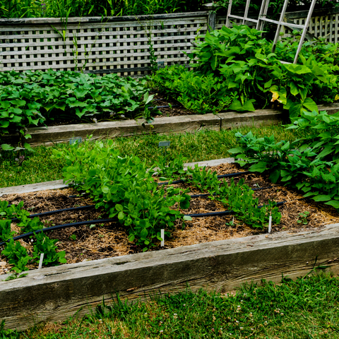 Vegetable Garden