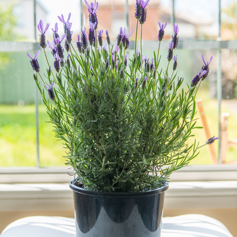 French Lavender: Plant Care & Growing Guide