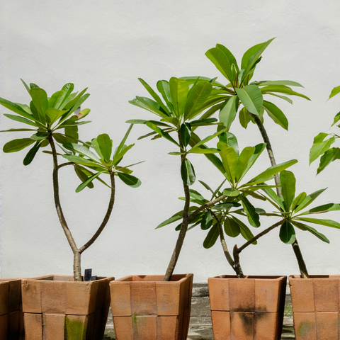 Plumeria Plant In Pot