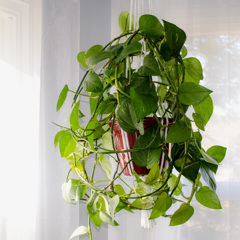 common hanging plants