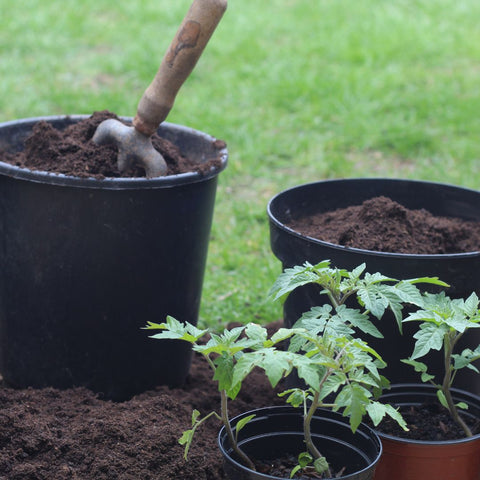 Repotting