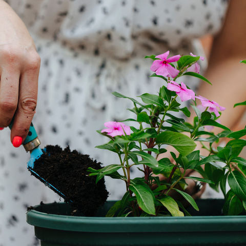 Repotting Outdoor Plants